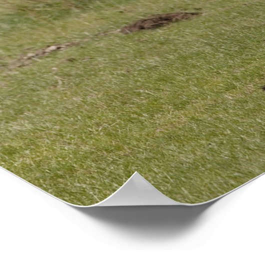 Clydesdale paarden in een veld, Northumberland, Poster (Hoek)