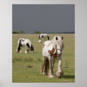 Clydesdale paarden in een veld, Northumberland, Poster