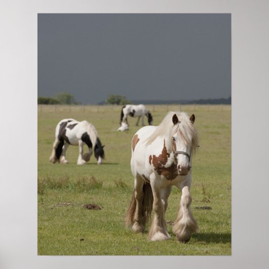 Clydesdale paarden in een veld, Northumberland, Poster (Voorkant)
