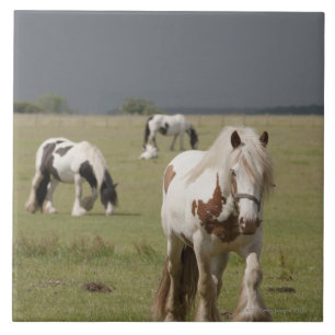 Clydesdale paarden in een veld, Northumberland, Tegeltje