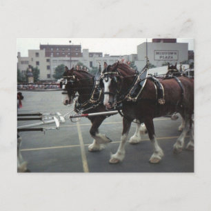 Clydesdale paarden op het Midtown Plaza in Elmira, Briefkaart