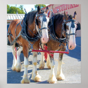 Clydesdale paarden poster