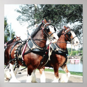 Clydesdale paarden poster