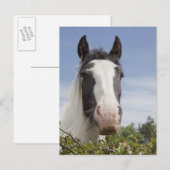 Clydesdale paardenportret briefkaart (Voorkant / Achterkant)
