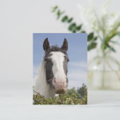 Clydesdale paardenportret briefkaart (Staand voorkant)