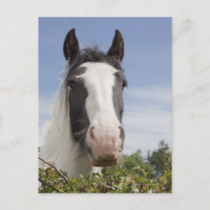 Clydesdale paardenportret briefkaart