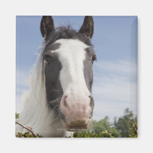 Clydesdale paardenportret magneet