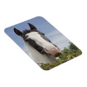 Clydesdale paardenportret magneet (Rechterzijde)