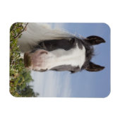 Clydesdale paardenportret magneet (Horizontaal)