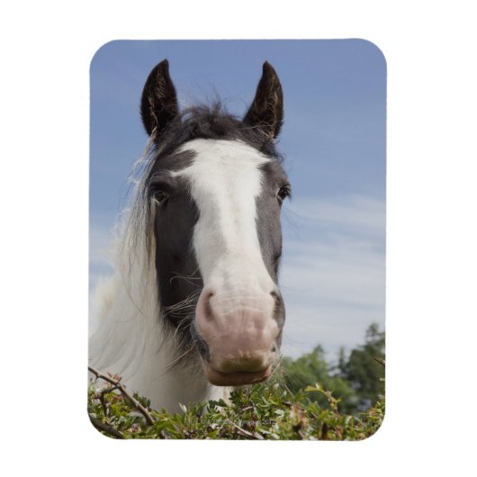 Clydesdale paardenportret magneet (Verticaal)