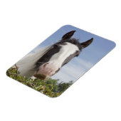 Clydesdale paardenportret magneet (Linkerzijde)
