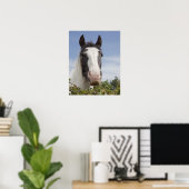Clydesdale paardenportret poster (Thuiskantoor)