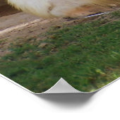 Clydesdale Poster (Hoek)