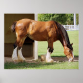 Clydesdale Poster (Voorkant)