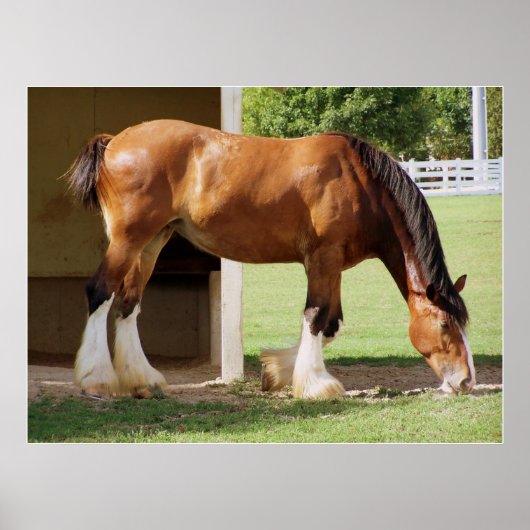 Clydesdale Poster (Voorkant)