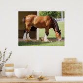 Clydesdale Poster (Keuken)