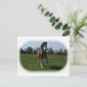 Clydesdale runnen briefkaart (Staand voorkant)