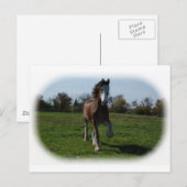 Clydesdale runnen briefkaart (Voorkant / Achterkant)