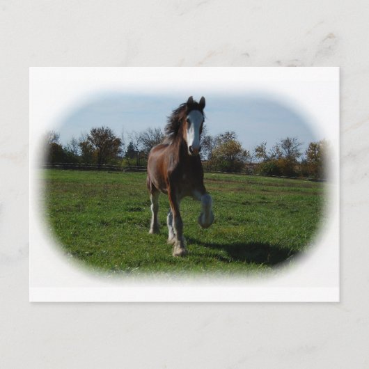 Clydesdale runnen briefkaart (Voorkant)