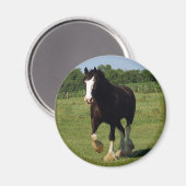 Clydesdale Running Magneet (Voorkant / Achterkant)