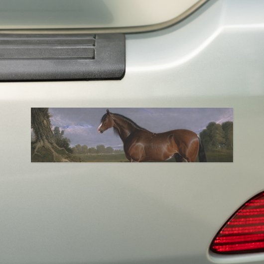 Clydesdale Stallion (Thoroughbred Horse) (Dier) Bumpersticker (Op auto)