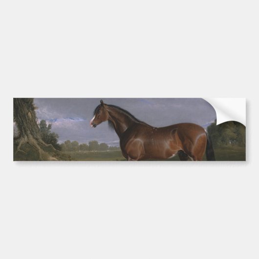 Clydesdale Stallion (Thoroughbred Horse) (Dier) Bumpersticker (Voorkant)