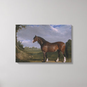 Clydesdale Stallion (Thoroughbred Horse) (Dier) Canvas Afdruk
