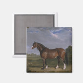 Clydesdale Stallion (Thoroughbred Horse) (Dier) Magneet (Voorkant / Achterkant)