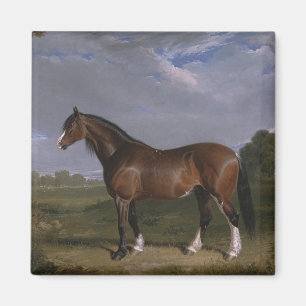 Clydesdale Stallion (Thoroughbred Horse) (Dier) Magneet