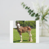 clydesdale stud briefkaart (Staand voorkant)