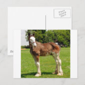 clydesdale stud briefkaart (Voorkant / Achterkant)