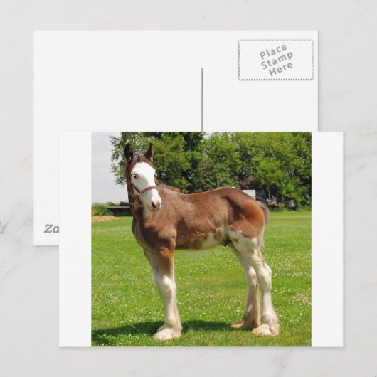 clydesdale stud briefkaart (Voorkant / Achterkant)