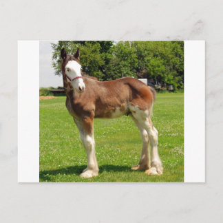 clydesdale stud briefkaart