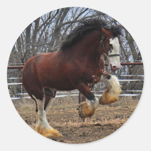 Clydesdale stud colt running ronde sticker (Voorkant)