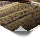 Clydesdale stud Print (Hoek)