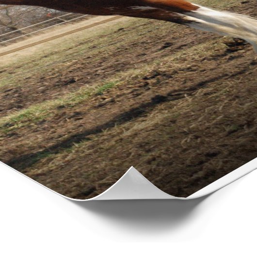 Clydesdale stud Print (Hoek)