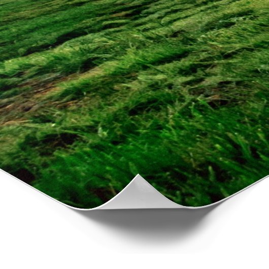 Clydesdale Sunset Poster (Hoek)