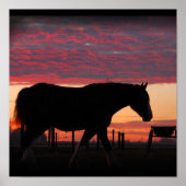Clydesdale Sunset Poster (Voorkant)