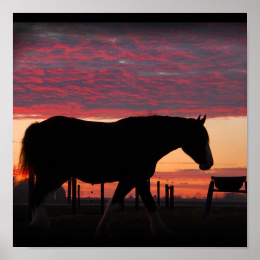 Clydesdale Sunset Poster (Voorkant)