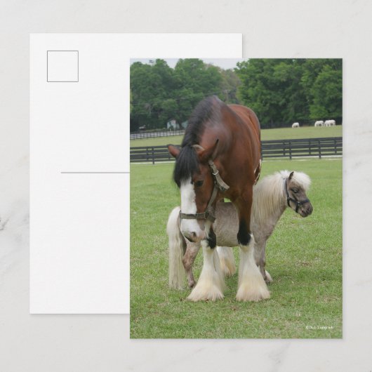 Clydesdale terwijl hij op miniatuurbasis staat briefkaart (Voorkant / Achterkant)