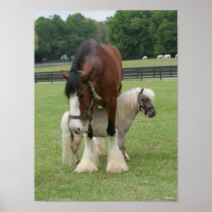 Clydesdale terwijl hij op miniatuurPony staat Poster