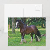 Clydesdalepaard Briefkaart (Voorkant / Achterkant)