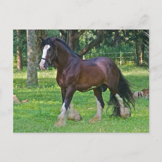 Clydesdalepaard Briefkaart (Voorkant)