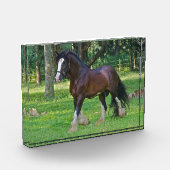Clydesdalepaard Fotoblokken (Links)