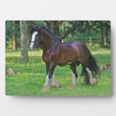 Clydesdalepaard Fotoplaat (voorkant)