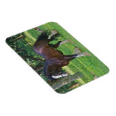 Clydesdalepaard Magneet (Rechterzijde)
