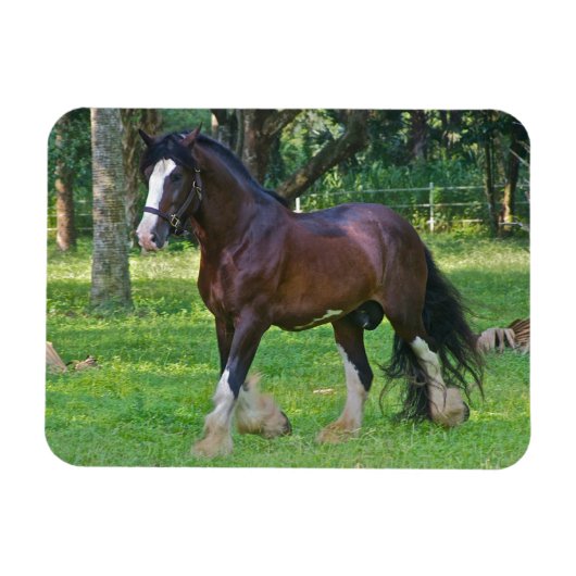 Clydesdalepaard Magneet (Horizontaal)