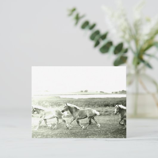 Clydesdales Briefkaart (Staand voorkant)