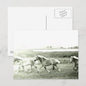 Clydesdales Briefkaart (Voorkant / Achterkant)