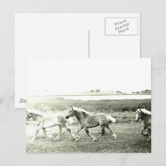 Clydesdales Briefkaart (Voorkant / Achterkant)